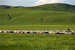 Shepherds With Herd of Goats and Sheep, Gurustai Ecological Preserve, Inner Mongolia, China