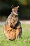 Porträt von Rotnackenwallaby