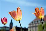 Close-up of Tulips, Stockholm, Sweden