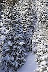 Snow-Covered Forest, Gaspasie, Quebec, Canada