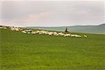 Hirte auf dem Pferderücken durch Flock, Innere Mongolei, China