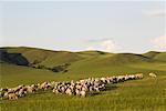 Chèvres et moutons dans les Prairies, la Mongolie intérieure, Chine