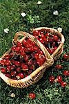 Basket of cherries on the grass