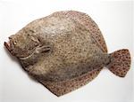 Turbot