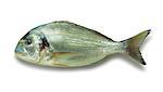 sea bream