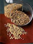 Green lentils from the Puy