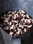 Appaloosa haricot beans