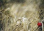 Wheat field with poppy