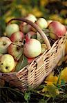 basket of apples