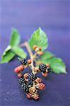 Small branch of blackberries