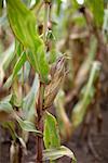 Close-up of Corn, Springridge Farm, Milton, Ontario, Canada