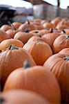 Pumpkins at Springridge Farm, Milton, Ontario, Canada