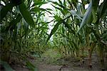 Cornfield in Germany