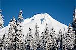 Mount Hood und Bäume mit Schnee bedeckt