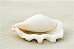 Conch shell on sand, close-up