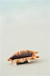 Colorful seashell on sand, close-up