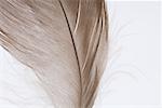 Feather, close-up, cropped