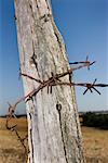 Close-up of Barbed Wire Wrapped Around Wooden Post