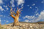 Dead Bristle cone Pine Trees, Inyo National Forest, White Mountians, California, USA