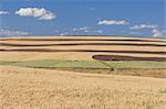 Champ de blé près de Colfax, Palouse, comté de Whitman, Washington State, USA