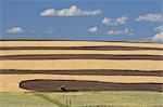 Wheat Field near Colfax, Palouse, Whitman County, Washington State, USA