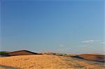 Weizenfeld nahe Colfax, Palouse, Whitman County, Bundesstaat Washington, USA