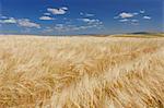 Wheat Field, Palouse, Whitman County, Washington State, USA