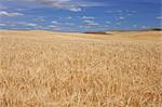 Weizen Feld, Palouse, Whitman County, Bundesstaat Washington, USA