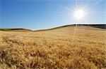 Soleil sur un champ de blé, Palouse, comté de Whitman, Washington State, USA