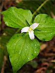 Trillium on Forest Floor Muir Woods National Monument, California, USA