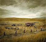 Cheval en champ, Sand Hills, Nebraska, Etats-Unis