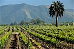 Francisco Undurraga Vineyard, vallée de Maipo, Santiago, Chili de Talagante