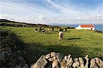 Cows Grazing in Meadow, Cape Clear Island, County Cork, Ireland