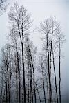 Tall Trees, Mount Tremblant, Quebec, Canada