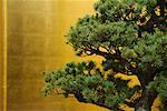 A Japanese black pine bonsai tree