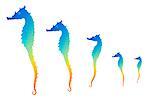 Seahorse