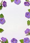 Purple Flower Motif papier