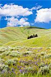 Lamar Valley, Yellowstone National Park, Wyoming, Etats-Unis