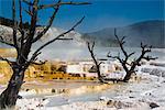 Mammut Thermalbad, Yellowstone Nationalpark, Wyoming, USA