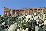 Italy, Sicily, Agrigente, concordia greek temple and cactus