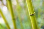 Close-up of Bamboo in Bamboo Forest in Golden Gate Park, San Francisco, California, USA