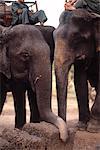 Les éléphants de l'abreuvoir, Siem Reap, Cambodge