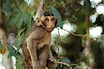 Monkey in Tree, Angkor Wat, Cambodia