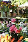 Cut Flowers for Sale at Organic Farmer's Market