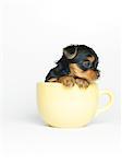 Chiot Yorkshire Terrier dans la tasse