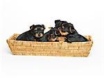 Yorkshire Terrier Puppies in Basket