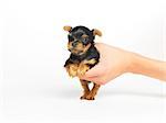 Hand Holding Yorkshire Terrier Puppy