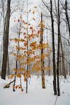 Arbre en fin d'automne, Mont Tremblant, Québec, Canada