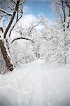 Voie couverte de neige, Toronto, Ontario, Canada