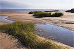 Shoreline with Sand Dunes, Woodland Beach, Delaware